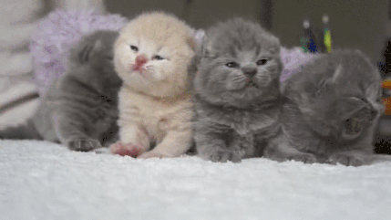 Cute kittens GIF